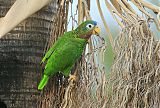 Yellow-billed Parrotborder=